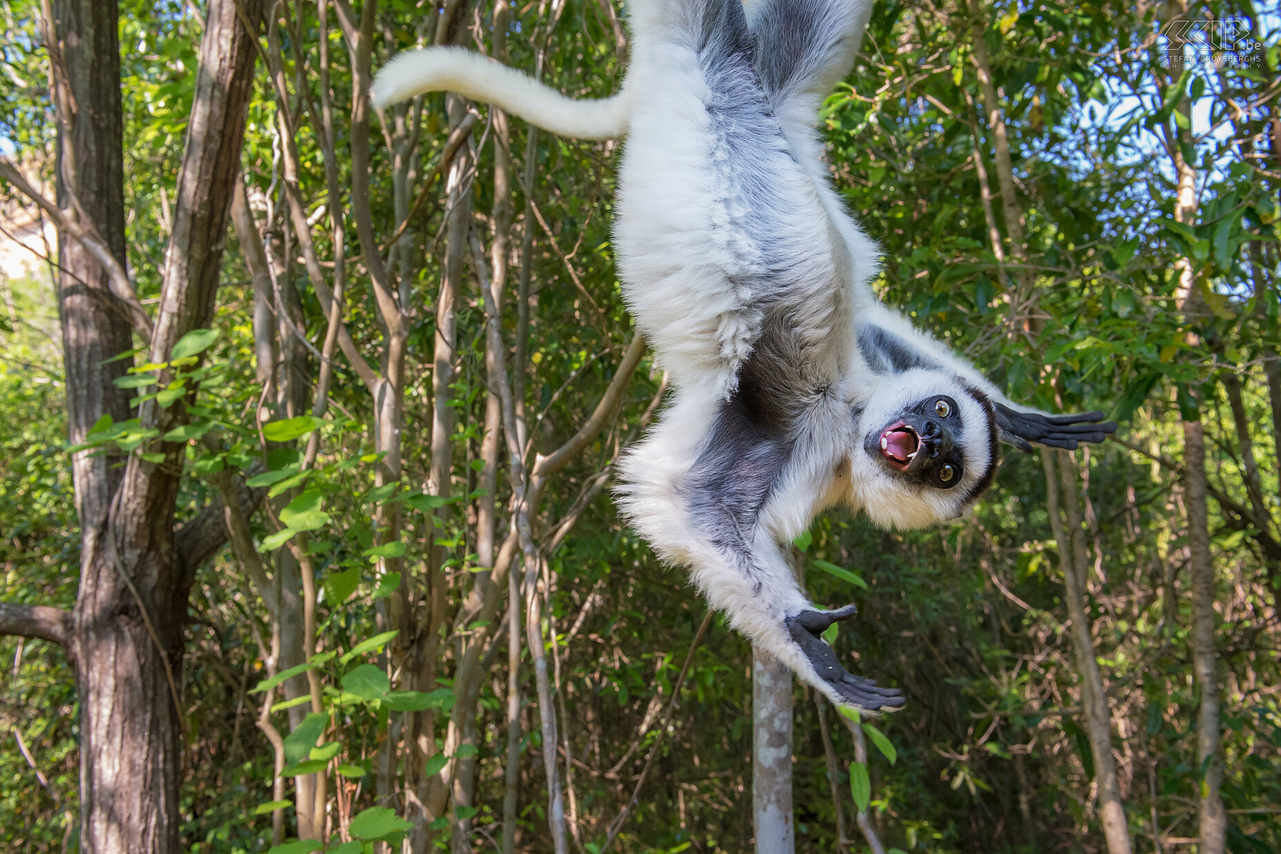 Isalo - Verreauxsifaka In een canyon in Isalo kwamen we een Verreauxsifaka (Propithecus verreauxi) tegen die echt onze aandacht wilde. Hij sprong heen en weer, ging onderste boven in de bomen hangen, rolde over de grond en hij kwam drie keer mijn fotocamera aanraken.<br />
<br />
De Verreauxsifaka is een middelgroot maki met een wit lichaam, een bruine vlek op het hoofd en een zwart gezicht, handen en voeten. Ze hebben een zeer lange staart die ze gebruiken voor hun evenwicht te behouden bij de verre sprongen van boom tot boom . Ze kunnen tot wel 10m ver springen. Ze voeden zich voornamelijk met bladeren, fruit en bloemen. Normaal leven ze in kleine familiegroepen van 4 tot 12 dieren. Stefan Cruysberghs